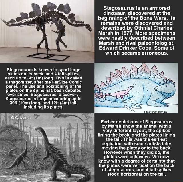 Stegosaurus is an armored dinosaur, discovered at the beginning of the ...