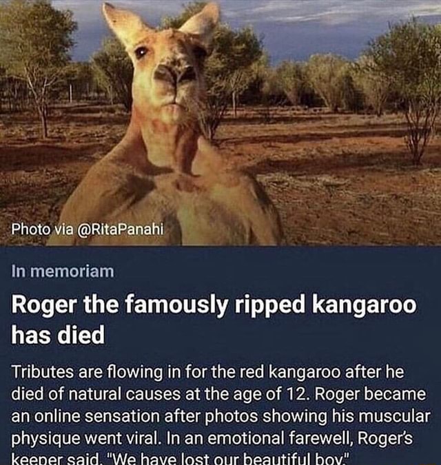 Roger the famously ripped kangaroo has died Tributes are ﬂowing in for the red kangaroo after he