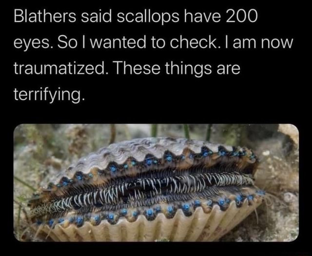 Blathers said scallops have 200 eyes. So I wanted to check. am now