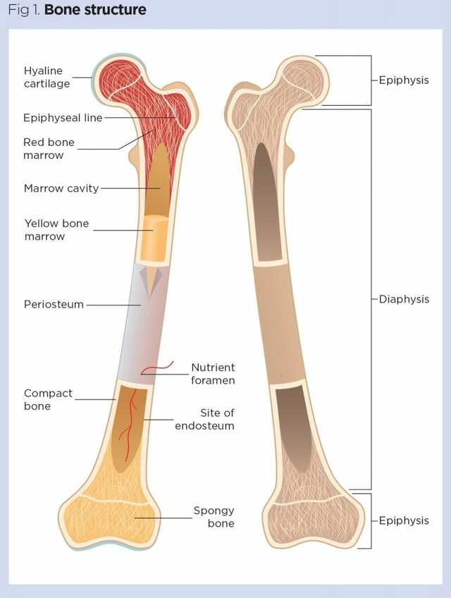 Fig 1 Bone Structure Hyaline Cartilage Epiphyseal Line Red Bone Marrow Marrow Cavity Yellow 0606