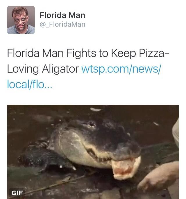 Florida Man Fights to Keep Pizza- Loving Aligator vvtsp.com/nevvs/ - )