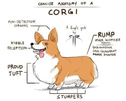 concise-anatomy-of-corgi-fun-detection-organs-ir-rump-kibble-other