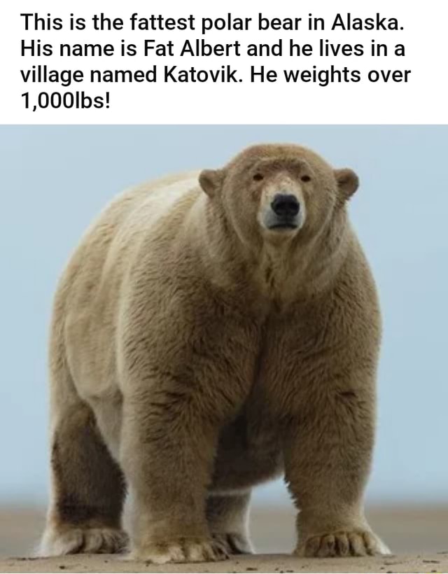 This is the fattest polar bear in Alaska. His name is Fat Albert and he ...