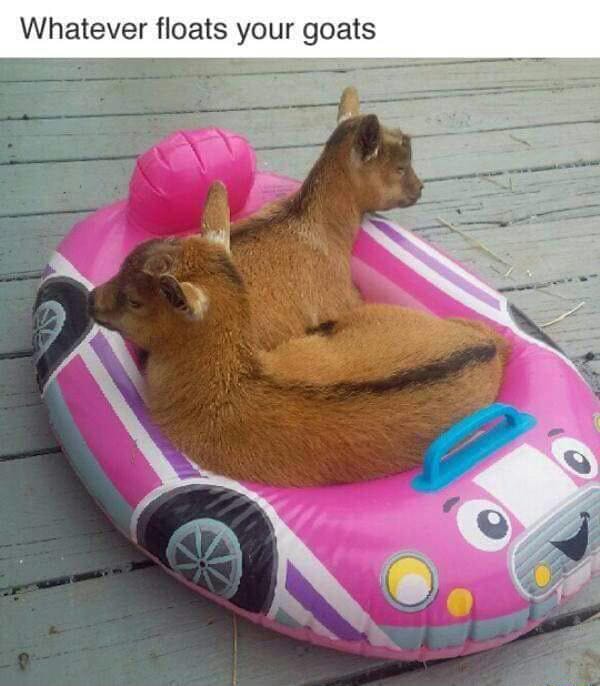 Atever floats your goats )