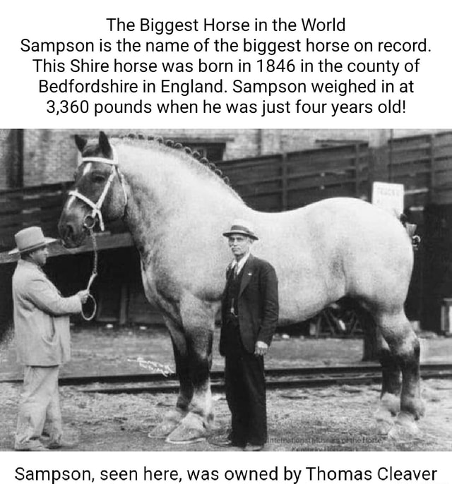 The Biggest Horse in the World Sampson is the name of the biggest horse ...