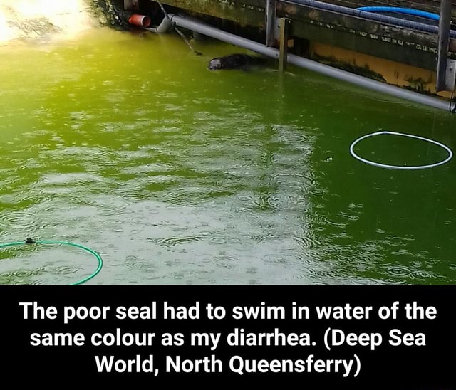 The poor seal had to swim in water of the same colour as my diarrhea