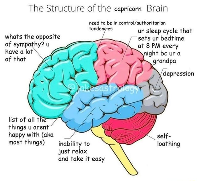 don-t-put-ads-here-the-structure-of-the-capricorn-brain-need-to-be-in