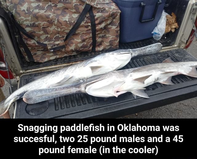 Snagging paddlefish in Oklahoma was succesful, two 25 pound males and a