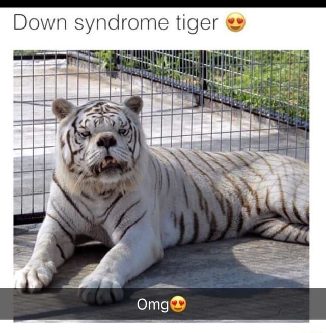 Down Syndrome Tiger