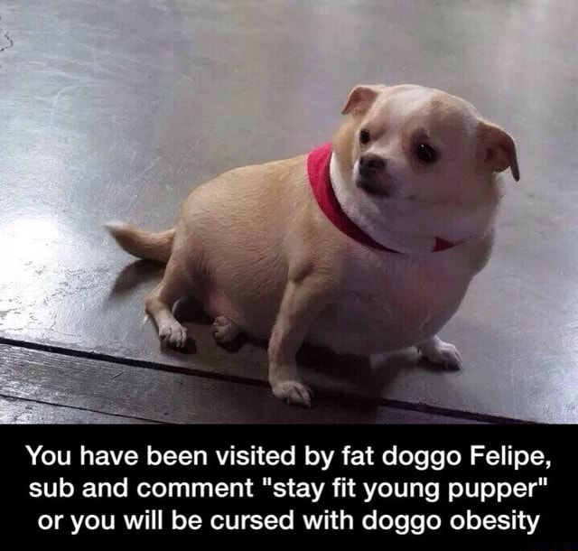 You Have Been Visited By Fat Doggo Felipe Sub And Comment Stay Fit Young Pupper Or You Will Be Cursed With Doggo Obesity You Have Been Visited By Fat Doggo Felipe