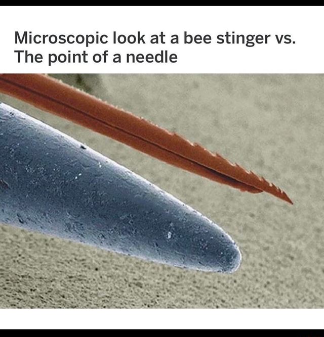 Microscopic look at a bee stinger vs. The point of a needle iFunny