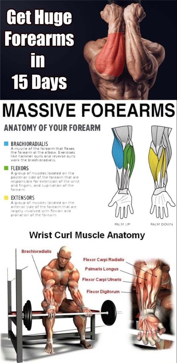 Get Huge Forearms in 15 Days MASSIVE FOREARMS ANATOMY OF YOUR FOREARM ...