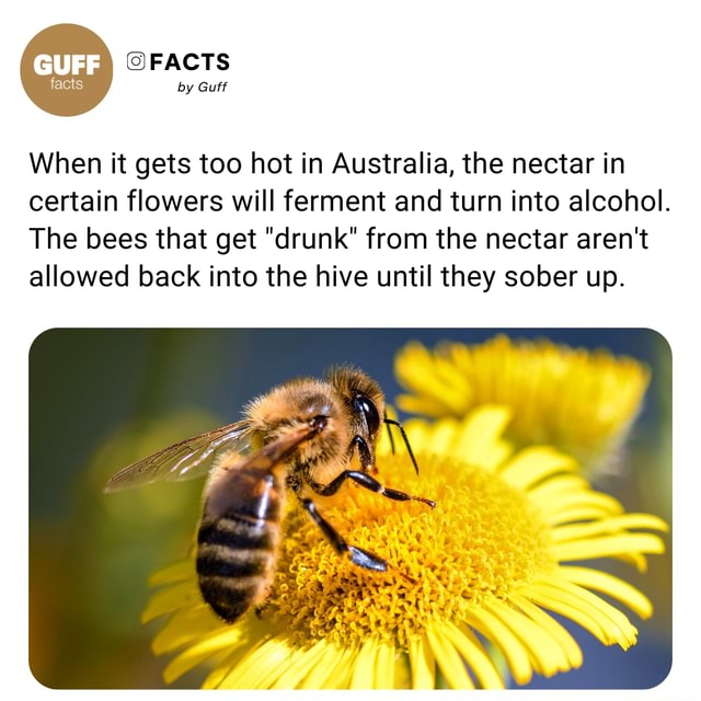 Fa FACTS by Guff When it gets too hot in Australia, the nectar in