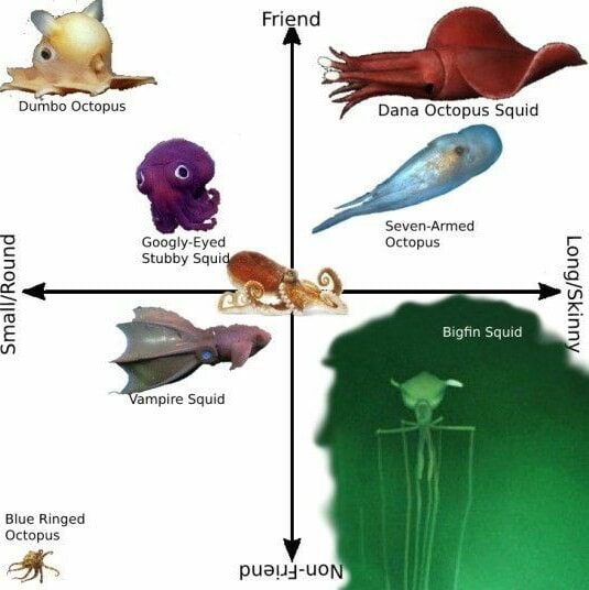 Dumbo Octopus Dana Octopus Squid Seven-Armed Googly-Eyed 'Octopus ...