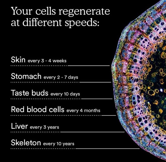 Your cells regenerate at different speeds: Skin every 3- weeks Stomach ...