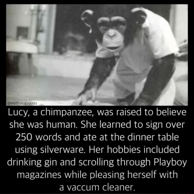 Lucy A Chimpanzee Was Raised To Believe She Was Human She Learned To