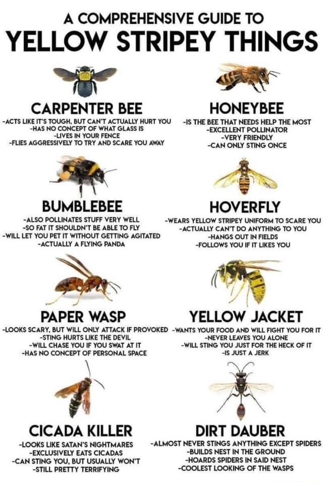 A COMPREHENSIVE GUIDE TO YELLOW STRIPEY THINGS CARPENTER BEE HONEYBEE