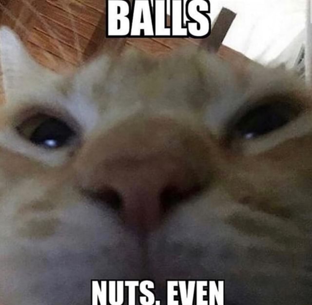 BALLS NUTS. EVEN - iFunny