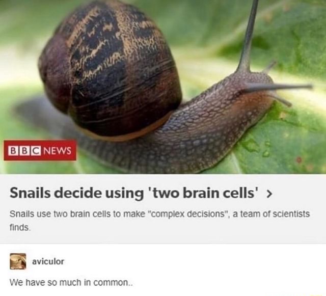 Snails decide using 'two brain cells' Snails use two brain cells to