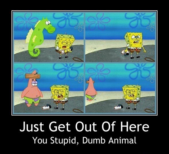Just Get Out Of Here You Stupid Dumb Animal Just Get Out Of Here You Stupid Dumb Animal Ifunny