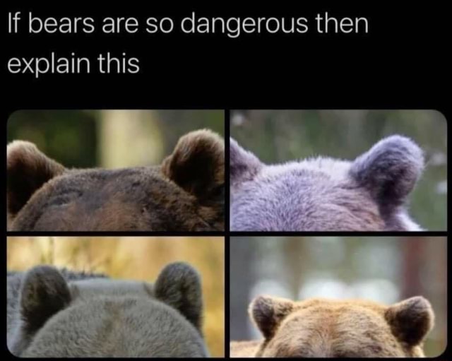 Bears are so dangerous then explain this iFunny