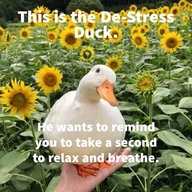 De Stress Duck This is the "Stress. Duck. He wants to remind you to