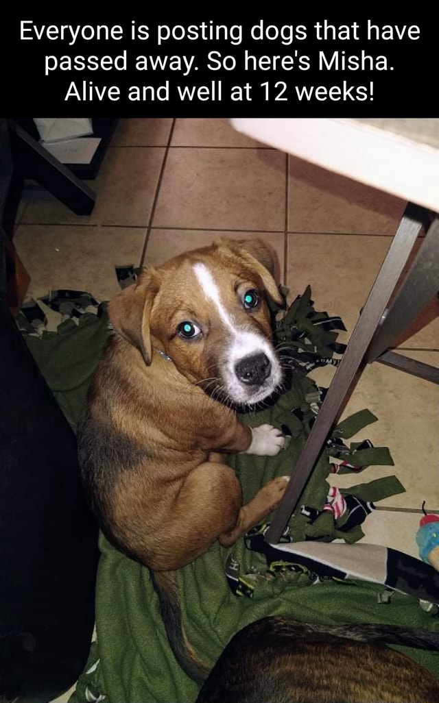 everyone-is-posting-dogs-that-have-passed-away-so-here-s-misha-alive
