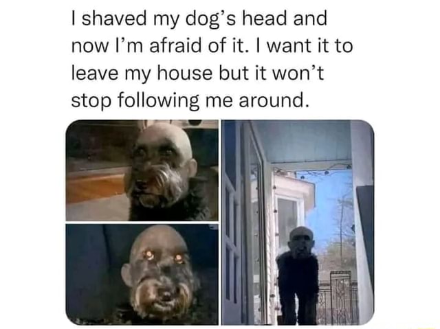 I shaved my dog's head and now I'm afraid of it. I want it to leave my ...