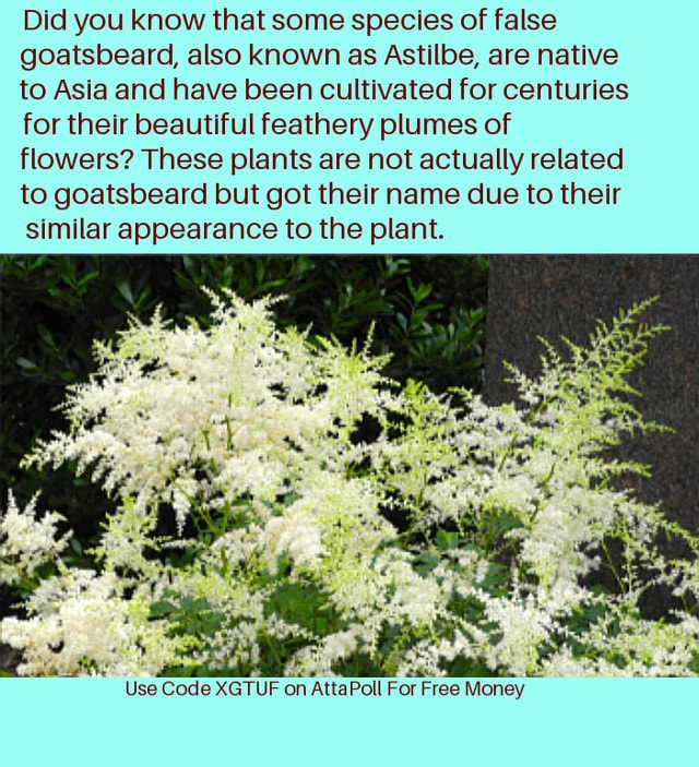 Did you know that some species of false goatsbeard, also known as ...