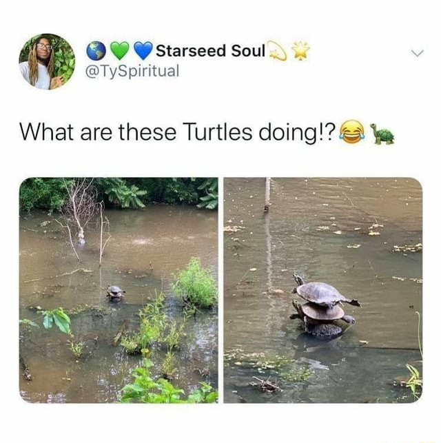 What are these Turtles doing!? tes - iFunny