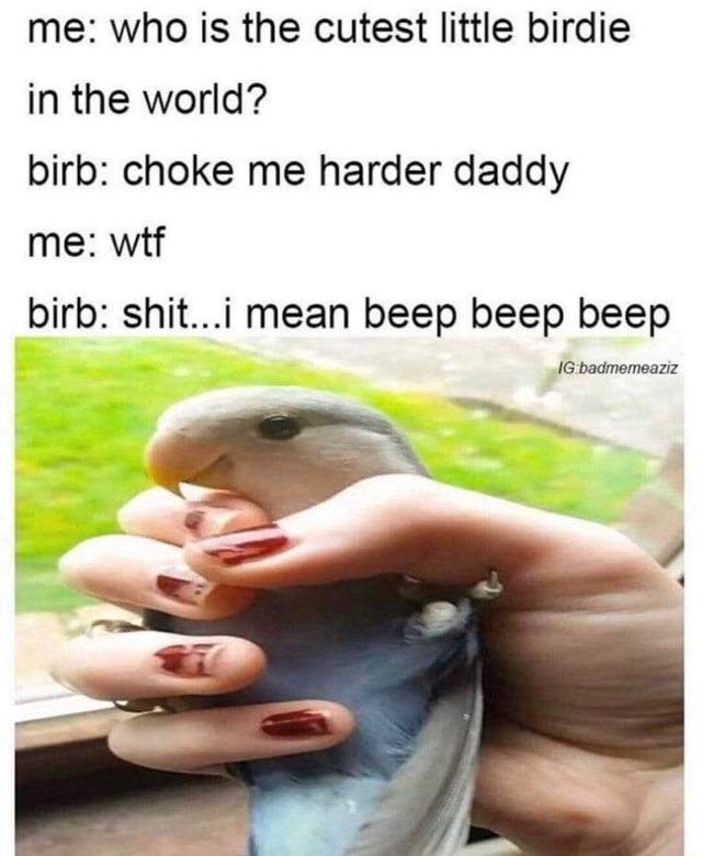 Me: who is the cutest little birdie in the world? birb: choke me harder daddy me: wtf birb: shit...i mean beep beep beep - iFunny