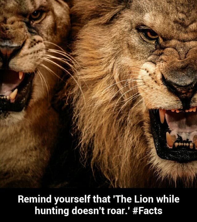 Remind yourself that 'The Lion while hunting doesn't roar.’ #Facts ...