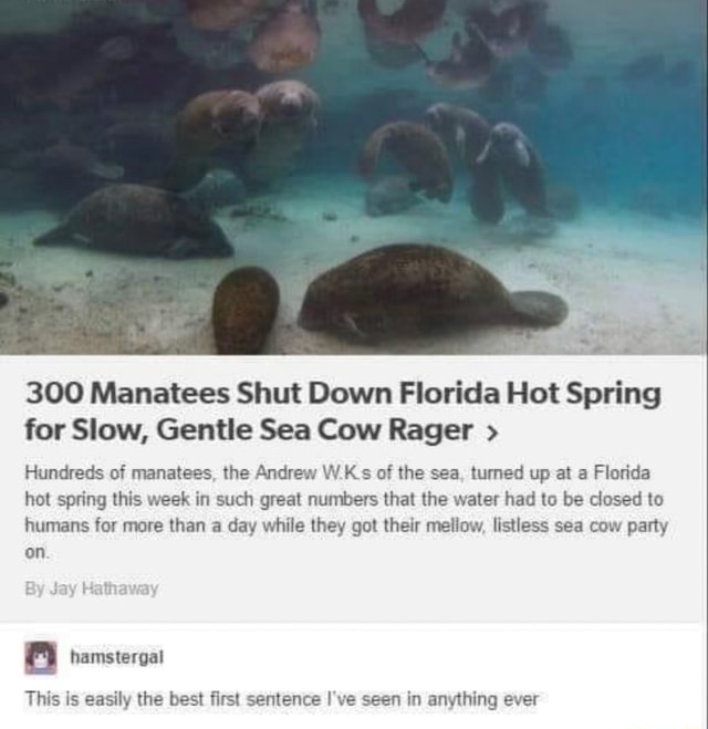 Slow Down for Manatees by Jim Arnosky Slow Down for Manatees by Jim Arnosky
