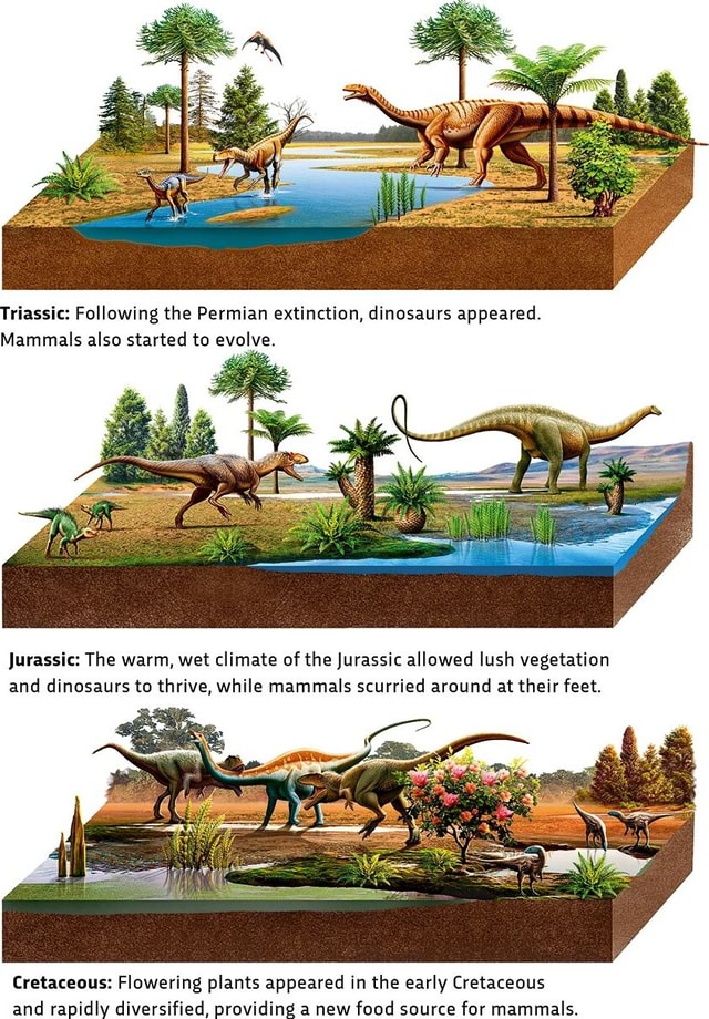 Triassic: Following The Permian Extinction, Dinosaurs Appeared. Mammals ...