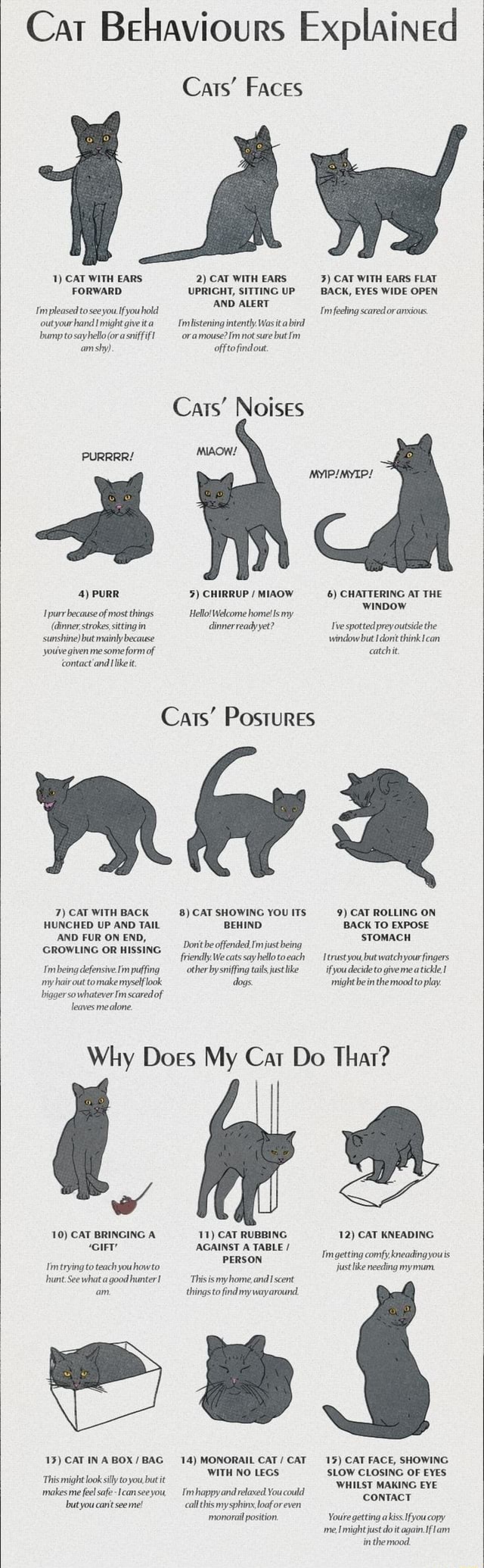 cat-behaviours-explained-cats-faces-1-cat-with-ears-forward-im