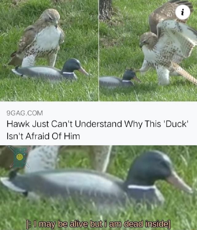 Hawk Just Can't Understand Why This 'Duck' Afraid Of Imay be alive but