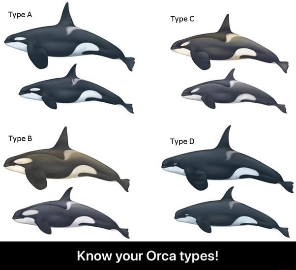 Type TypeB TypeD Know your Orca types! Type A - Know your Orca types ...