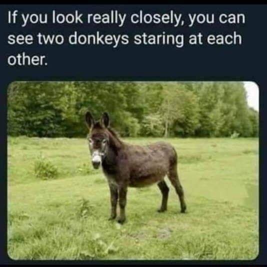 If you look really closely, you can see two donkeys staring at each ...