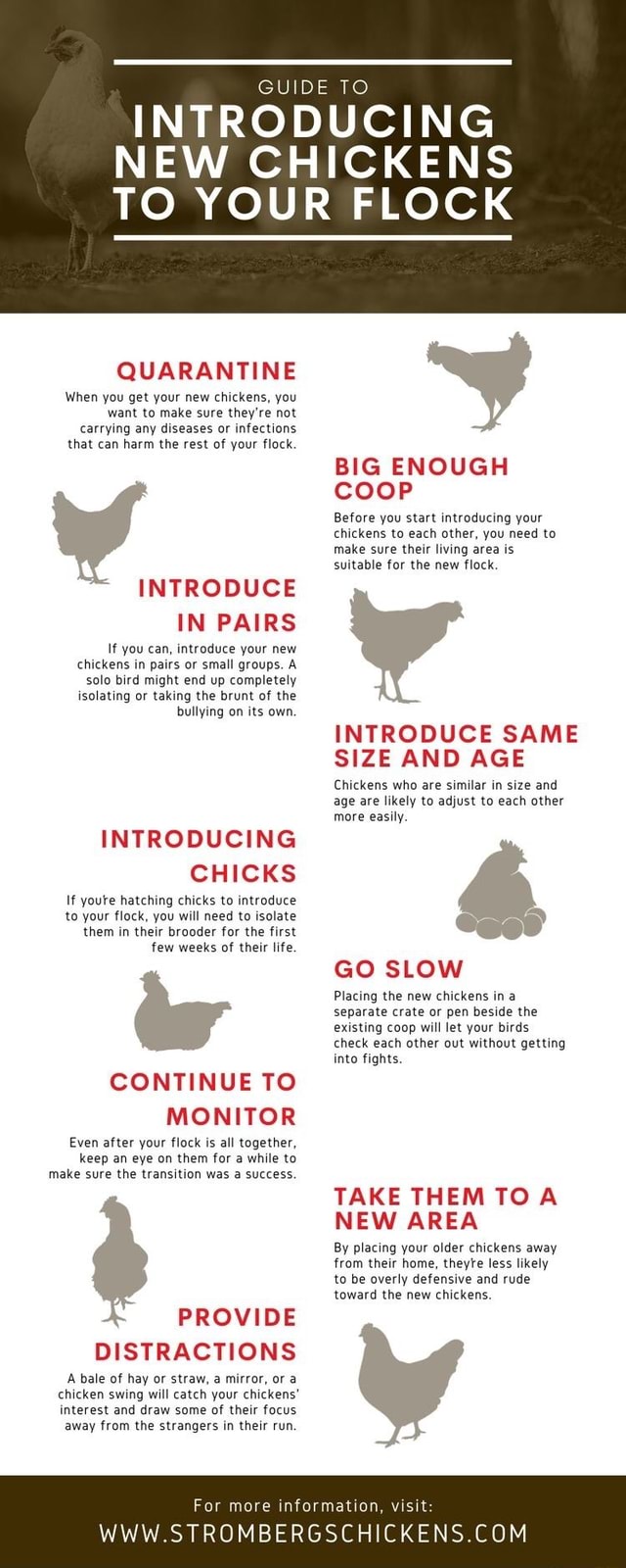 GUIDE TO INTRODUCING NEW NS NEW CHICK TO YOUR FLOCK QUARANTINE When you ...