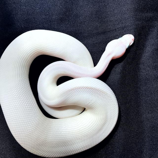 Shine bright like a diamond Lumos, my baby male Blue-Eyed Leucistic ...