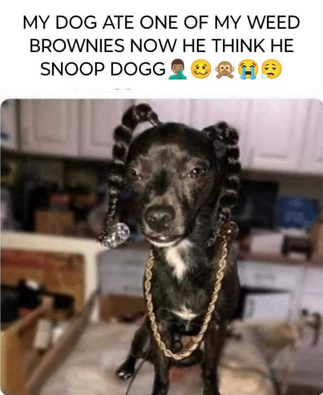 MY DOG ATE ONE OF MY WEED BROWNIES NOW HE THINK HE SNOOP DOGG seo.title