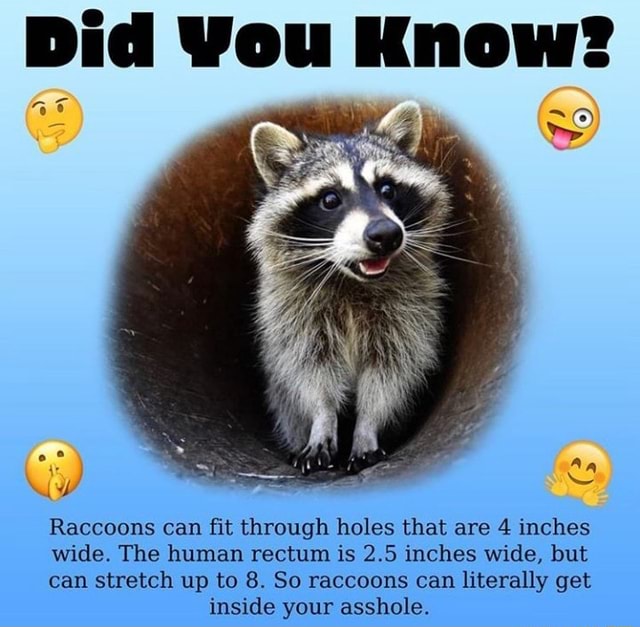 Raccoons Can ï¬t Through Holes That Are 4 Inches Wide The Human Rectum Is 25 Inches Wide But Can Stretch Up To 8 So Raccoons Can Literally Get Inside Your Asshole
