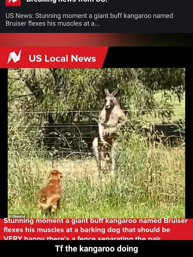Us News Stunning Moment A Giant Buff Kangaroo Named Bruiser Flexes His 