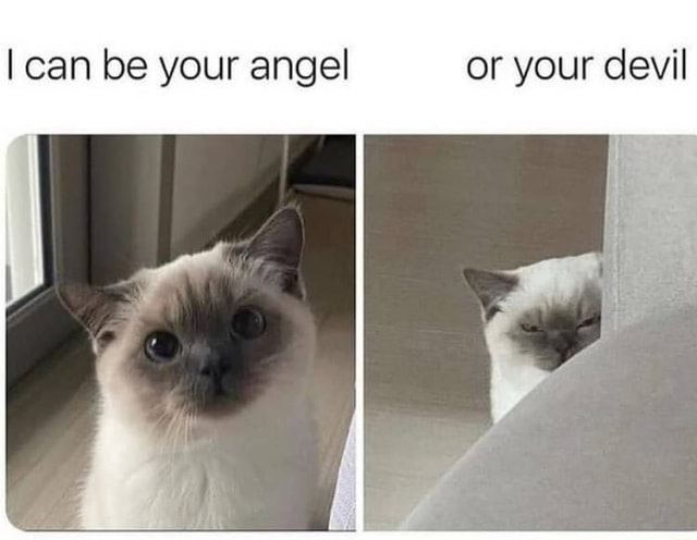I can be your angel or your devil - iFunny