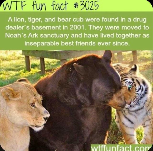 ANTE Fun Fact #3025 Lion, Tiger, And Bear Cub Were Found In A Drug ...