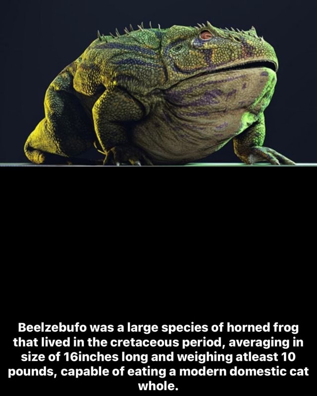 Beelzebufo was a large species of horned frog that lived in the ...