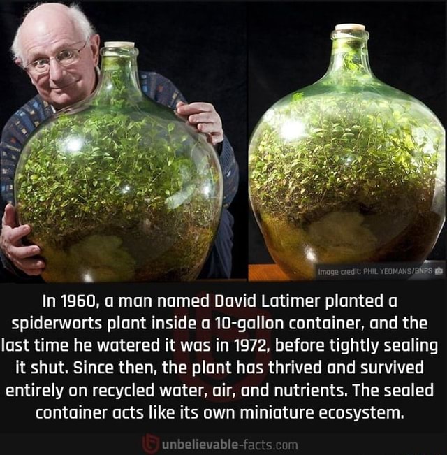 In 1960, man named David Latimer planted a spiderworts plant inside a