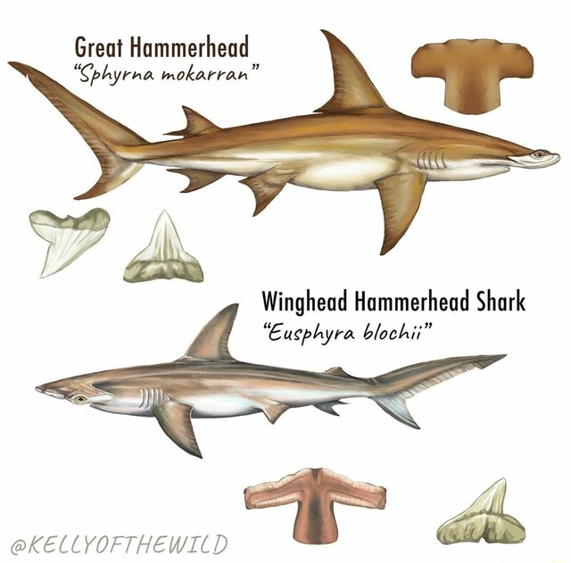 Great Hammerhead 