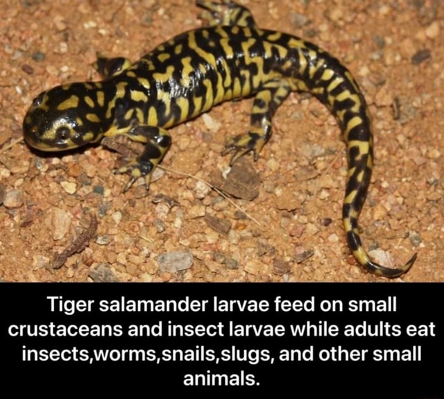 Tiger salamander larvae feed on small crustaceans and insect larvae ...