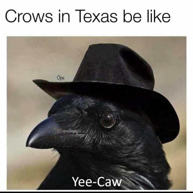 Crows in Texas be like Yee-Caw. - iFunny